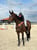 Horse ad