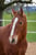 Horse ad