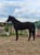 Horse ad