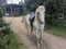 Horse ad