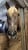 Horse ad