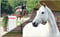 Annuncio cavallo