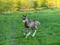 Horse ad