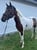 Horse ad