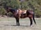 Horse ad