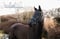 Horse ad