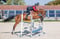 Horse ad