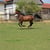 Horse ad