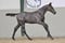 Annuncio cavallo