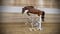 Horse ad