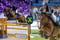 Annonce cheval