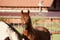 Horse ad