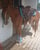 Horse ad