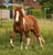 Horse ad