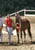 Annuncio cavallo