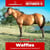 Paardadvertentie