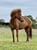 Annuncio cavallo