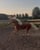 Horse ad