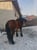 Horse ad