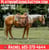 Horse ad