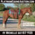 Horse ad