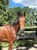 Horse ad