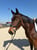 Annuncio cavallo