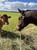 Annuncio cavallo