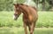 Annuncio cavallo