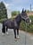 Annuncio cavallo