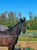 Annuncio cavallo