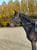 Paardadvertentie