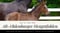 Horse ad