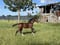 Horse ad