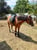 Horse ad