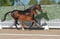 Annuncio cavallo