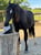 Annuncio cavallo