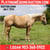 Anuncio de caballos