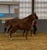 Annonce cheval