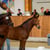Horse ad