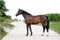 Annuncio cavallo