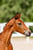 Annuncio cavallo