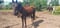 Horse ad