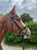 Anuncio de caballos