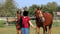 Horse ad