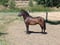 Annonce cheval