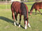 Annonce cheval