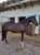 Horse ad