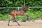 Horse ad