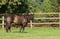 Annuncio cavallo